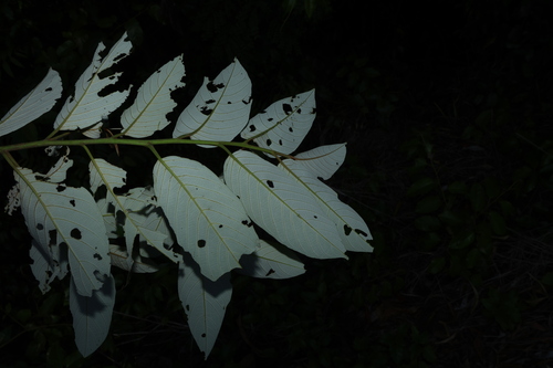 Alphitonia petriei, photograph 2