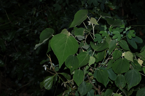 Kamala (Mallotus mollissimus)