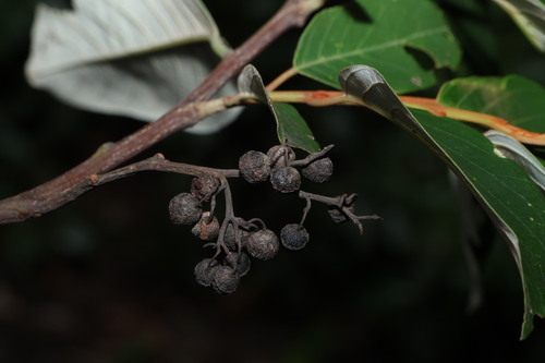 Alphitonia petriei, photograph 4