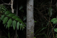 Alphitonia petriei, photograph (c) Greg Tasney, some rights reserved (CC BY-SA)