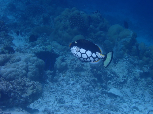 Balistoides conspicillum