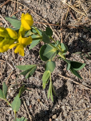Golden bean (Thermopsis rhombifolia)