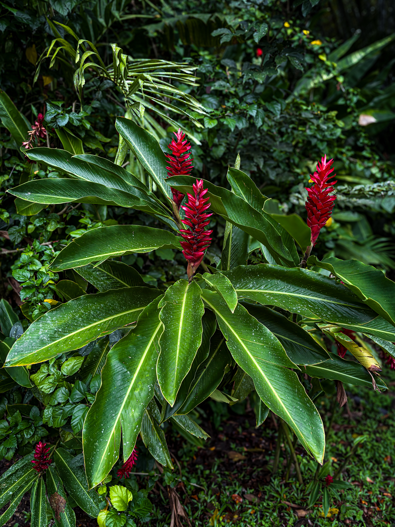 Red Ginger (Alpinia purpurata)