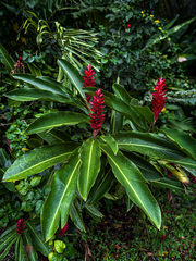 Gingembre Rouge (Alpinia purpurata)