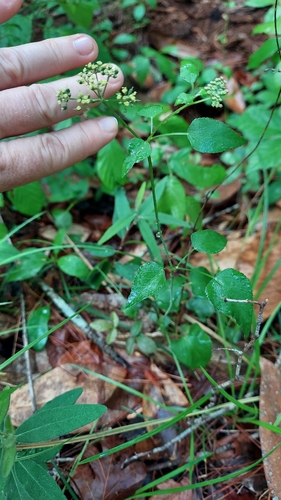 meadow-parsnip (Thaspium trifoliatum)