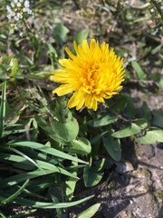 Taraxacum