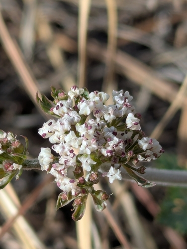 Oriental Desert-parsley (Lomatium orientale)
