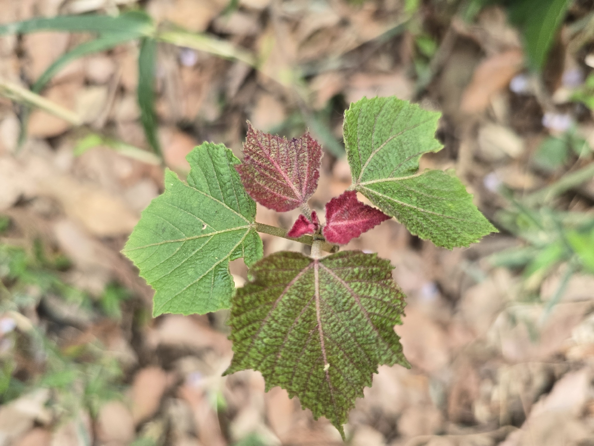 Mallotus Japonicus (Mallotus japonicus)