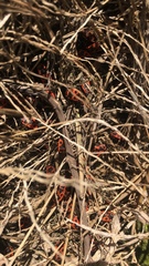 Pyrrhocoris apterus