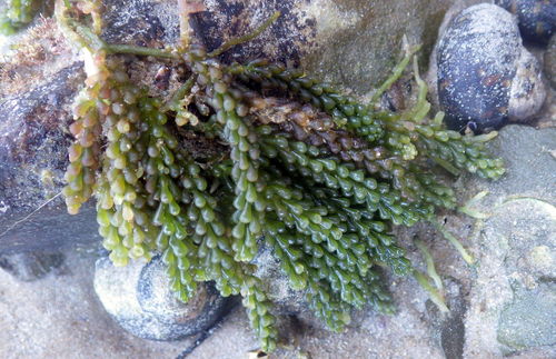 Caulerpa cylindracea