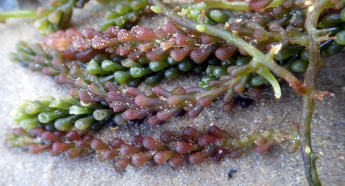 Caulerpa cylindracea