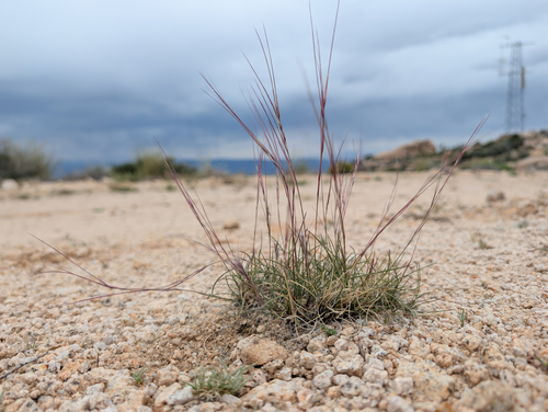 Aristida longiseta, 2026-03-31