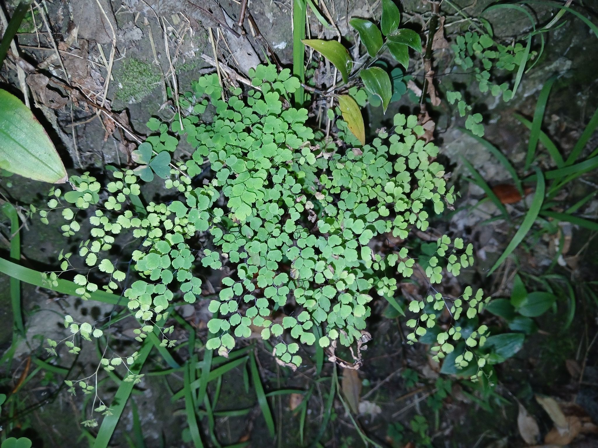 Delta Maidenhair (Adiantum raddianum)