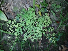 Delta-frauenhaarfarn (Adiantum raddianum)