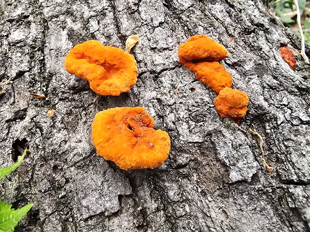 Trametes coccinea · April 2026 · photo: © tbc_watanabe (iNaturalist, cc-by-sa)