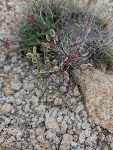 Lomatium nevadense, photograph 4