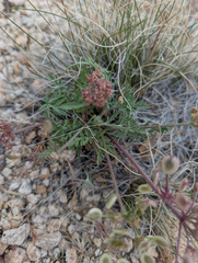 Lomatium nevadense, photograph (c) Dominic Gentilcore, some rights reserved (CC BY)