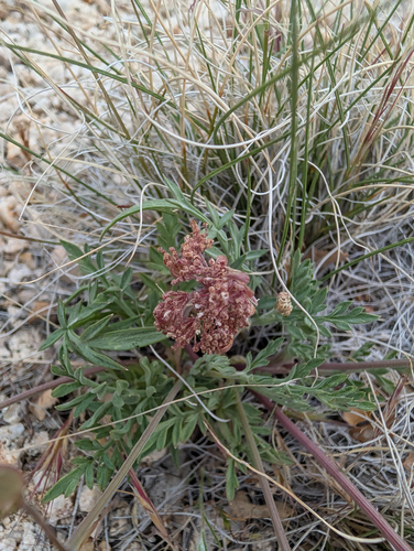 Lomatium nevadense, photograph 6