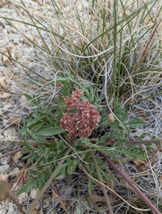 Lomatium nevadense, photograph (c) Dominic Gentilcore, some rights reserved (CC BY)