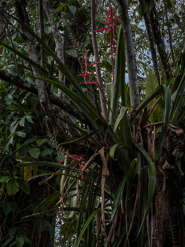 vase bromeliad (Aechmea bracteata)