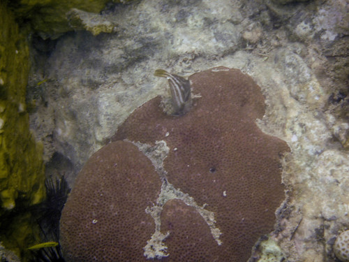 Cantherhines pullus