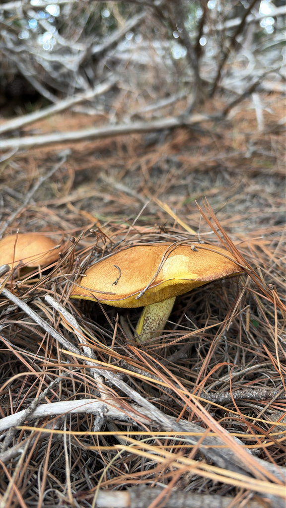 Suillus granulatus · April 2026 · photo: © lukas74 (iNaturalist, cc-by)