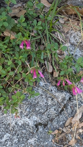 Mountain Pride (Penstemon newberryi)