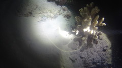 Papilloculiceps longiceps