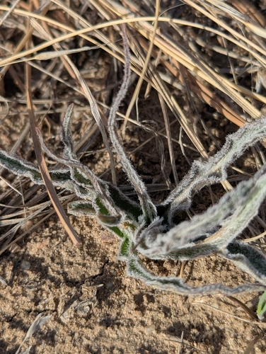 prairie false dandelion (Nothocalais cuspidata)
