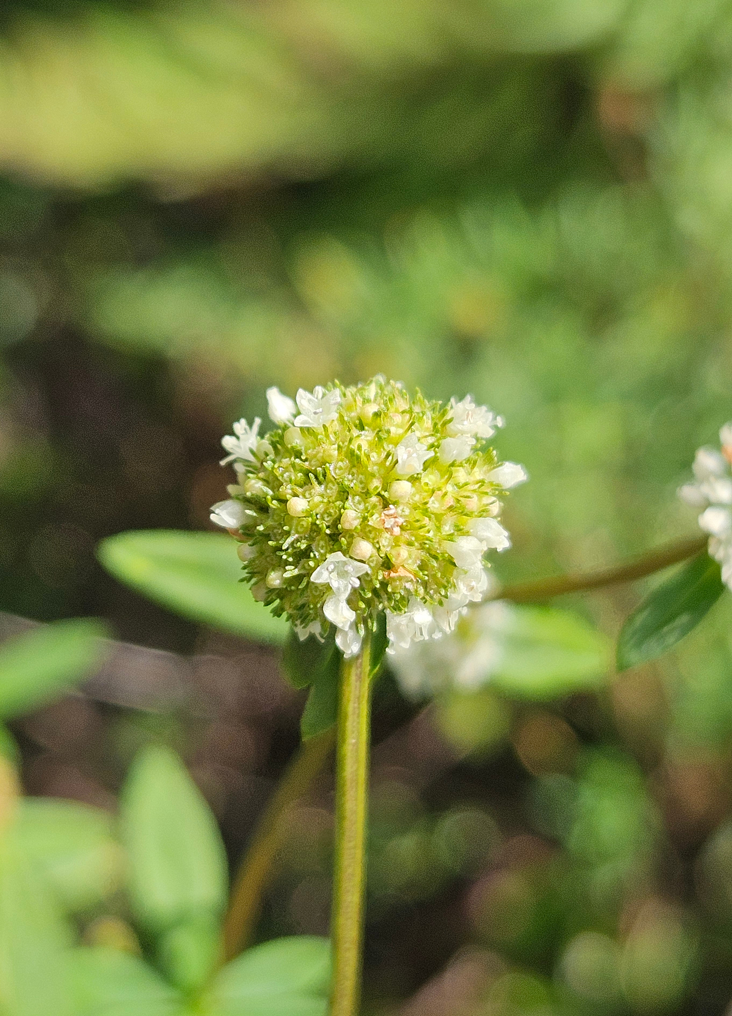 Shrubby False Buttonweed (Spermacoce verticillata)