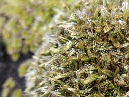 Anisotome imbricata observed 2026-04-04
