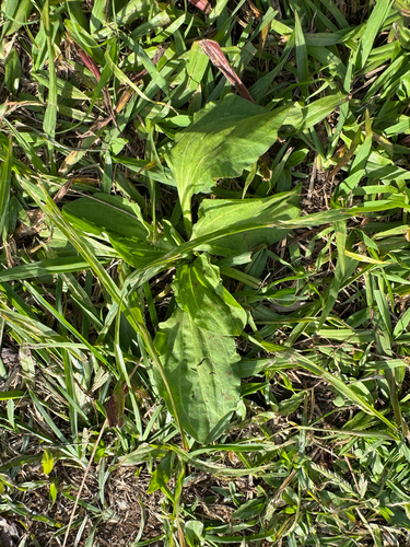 Plantago asiatica observed 2026-04-06
