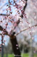 Prunus davidiana