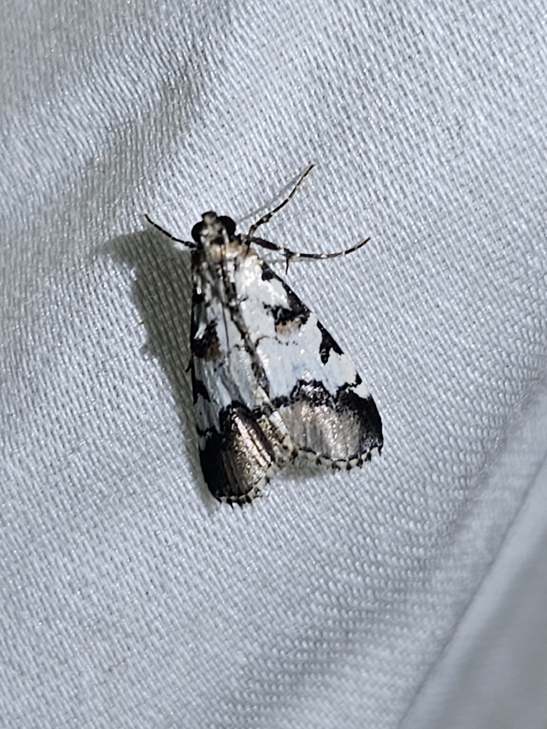 Milgithea melanoleuca