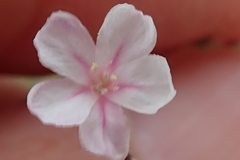 Limonium anthericoides