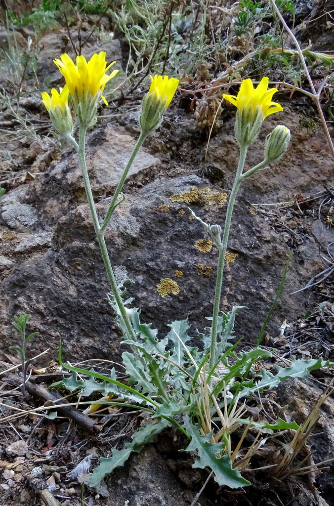 Crepis crocea