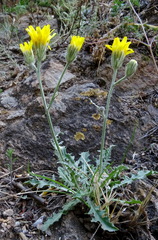 Crepis crocea