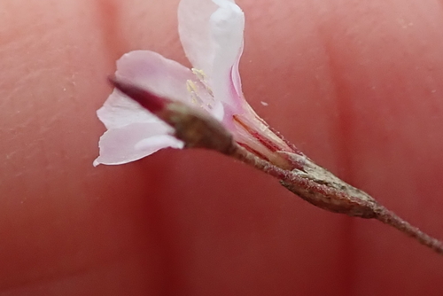 Image of Limonium anthericoides by no rights reserved