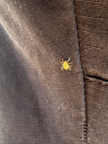 iNaturalist observation photo of Pacific Coast Tick