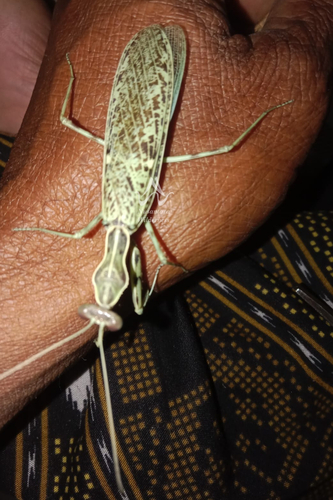 Stictomantis cinctipes