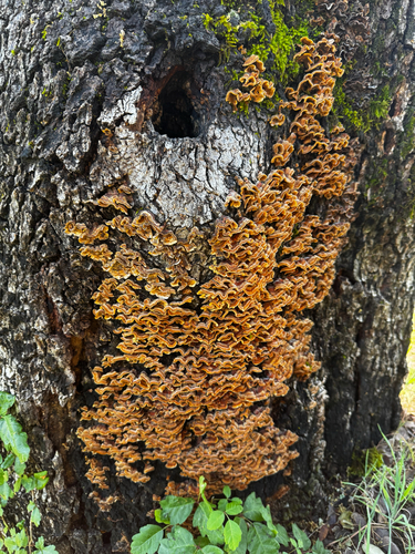 iNaturalist observation photo of hairy curtain crust