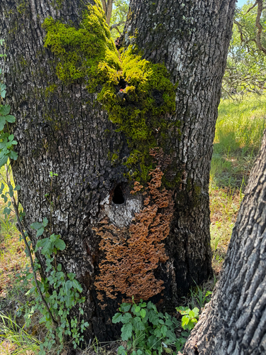 iNaturalist observation photo of hairy curtain crust