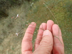 Limonium anthericoides