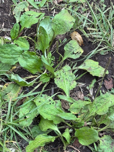 Plantago asiatica observed 2026-04-06