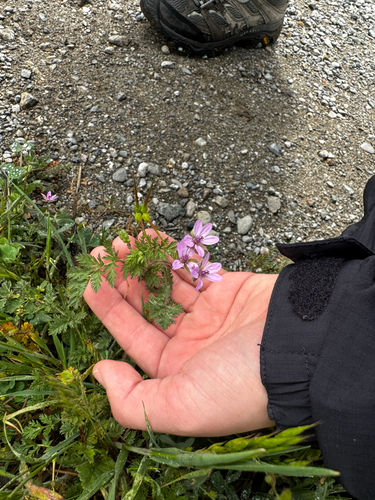 iNaturalist observation photo of Redstem Stork's-bill