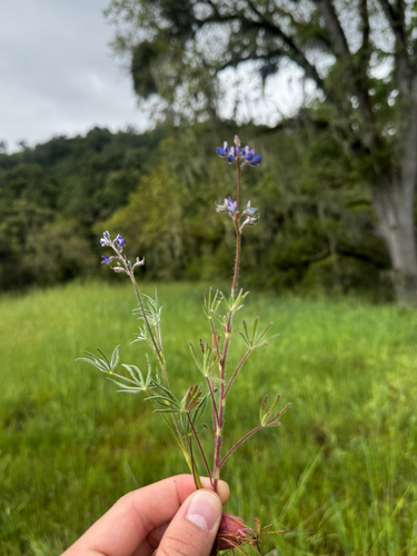 iNaturalist observation photo of Miniature Lupine