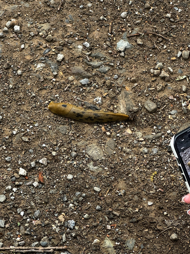 iNaturalist observation photo of Button's Banana Slug