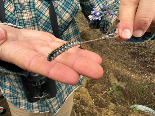 iNaturalist observation photo of Pacific Tent Caterpillar