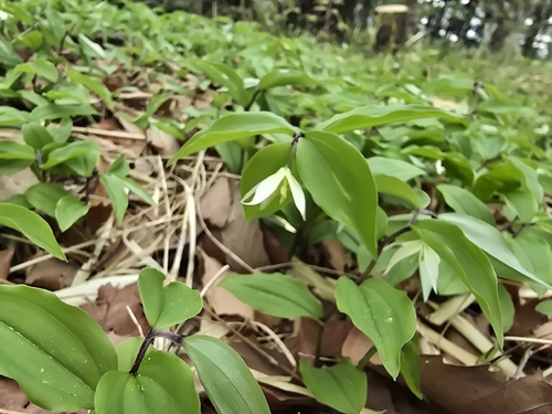 Disporum smilacinum (Disporum smilacinum)