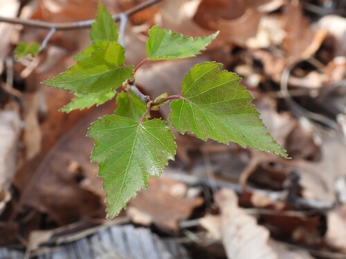 Gray Birch (Betula populifolia)